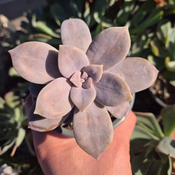 GRAPTOPETALUM SUPERBUM