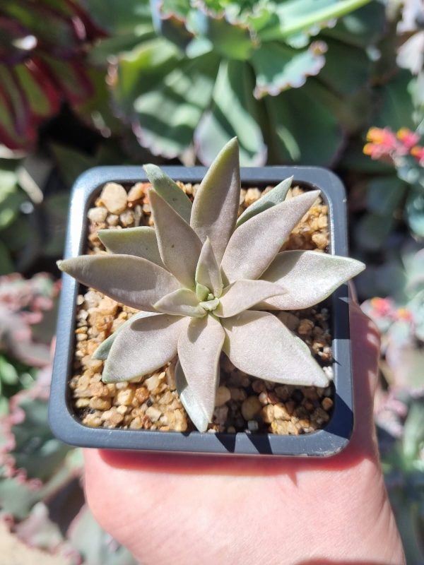 ECHEVERIA METALLICA