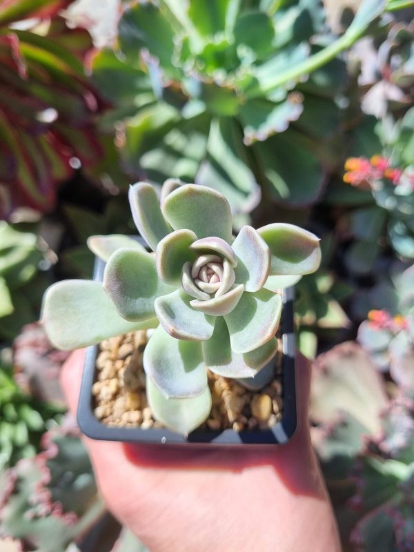 ECHEVERIA TYNIE BURGER