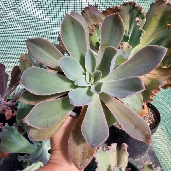 ECHEVERIA HIBRIDA X FANTASTIC FOUNTAIN