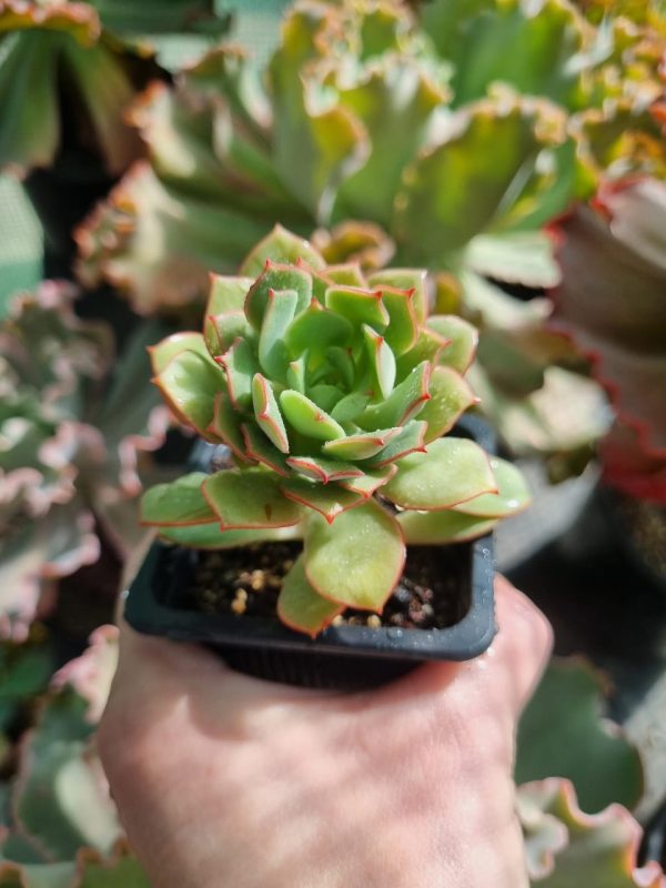 ECHEVERIA DEREN OLIVER