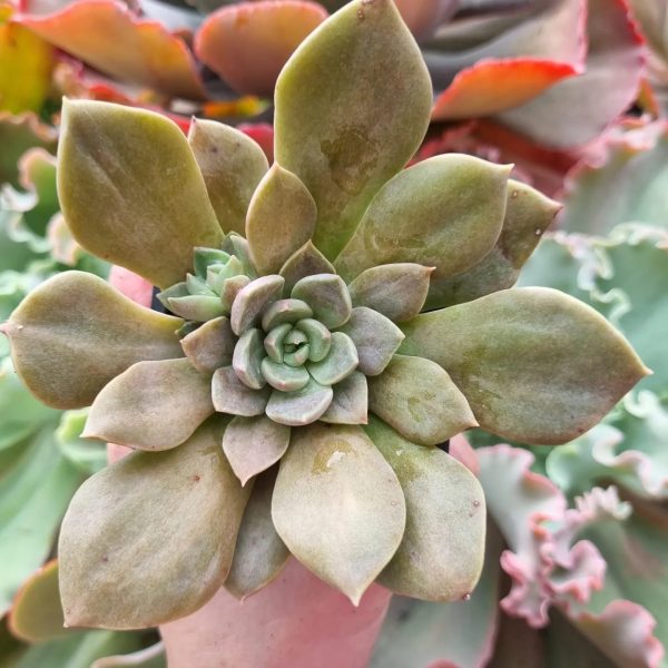 ECHEVERIA HIBRIDA DE NESS