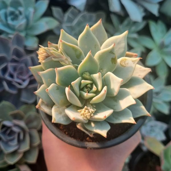 ECHEVERIA CUSPIDATA LINDSAYA