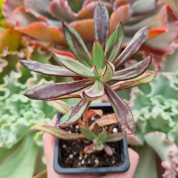 ECHEVERIA NODULOSA