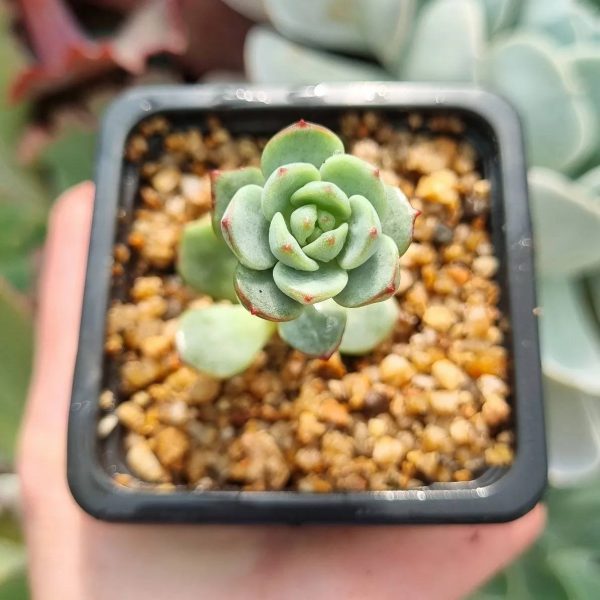 ECHEVERIA VAINILLA BIS