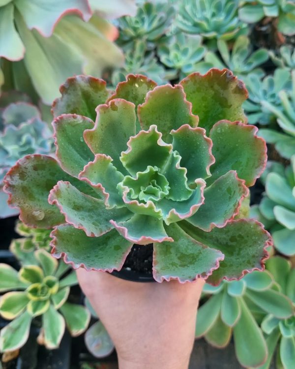 ECHEVERIA RULOSA RUFFLES