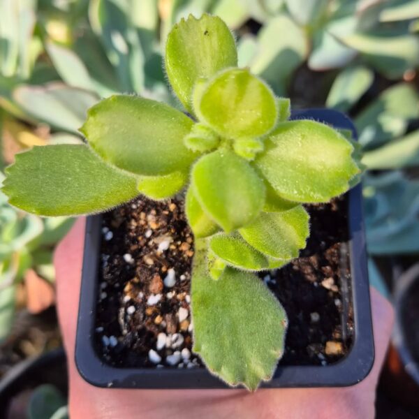 COTYLEDON LEMON GREEN