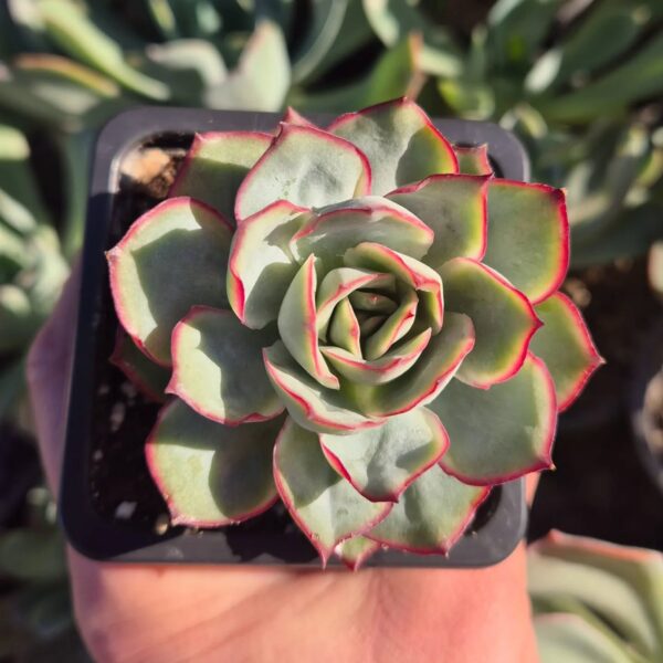 ECHEVERIA ESTHER