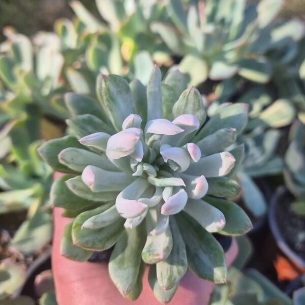 PACHYVERIA VARIEGADA