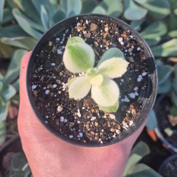 COTYLEDON TOMENTOSA VARIEGADO